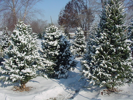 Christmas Trees in Snow